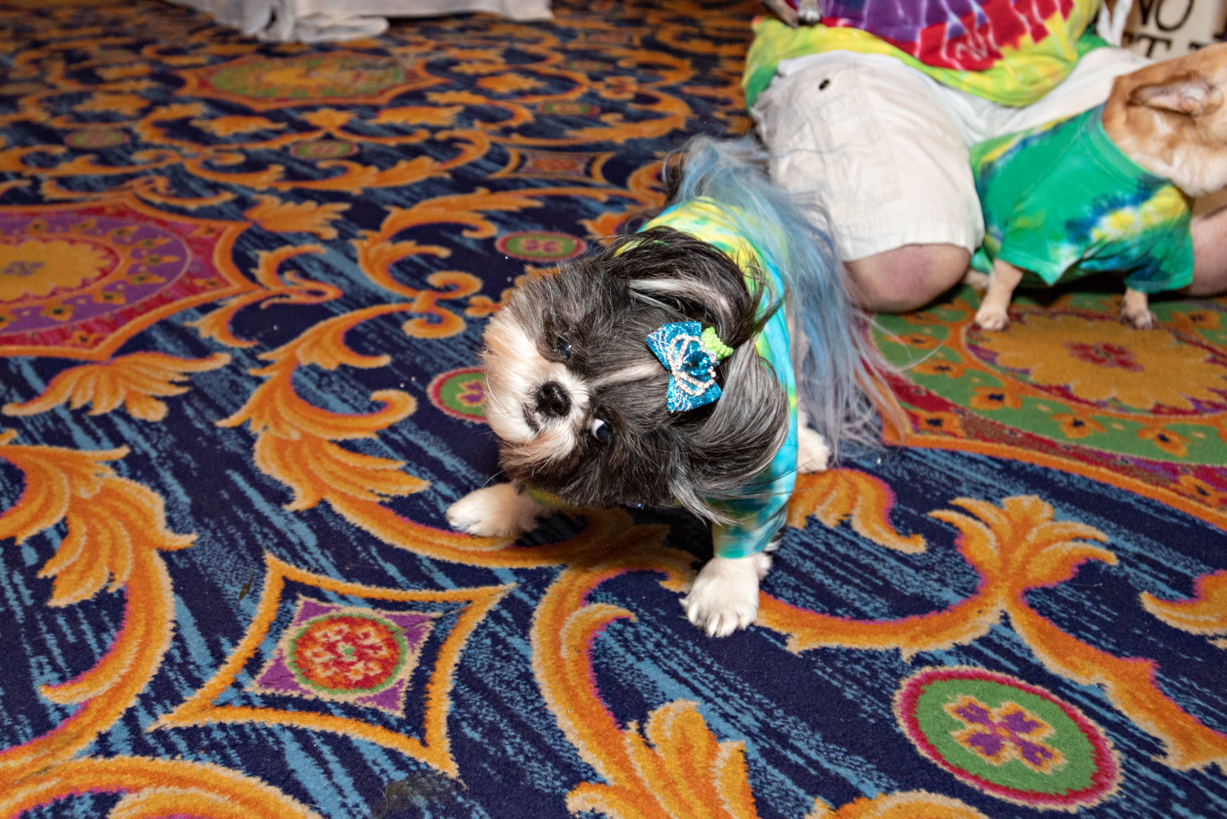 080419_nws_woofstock